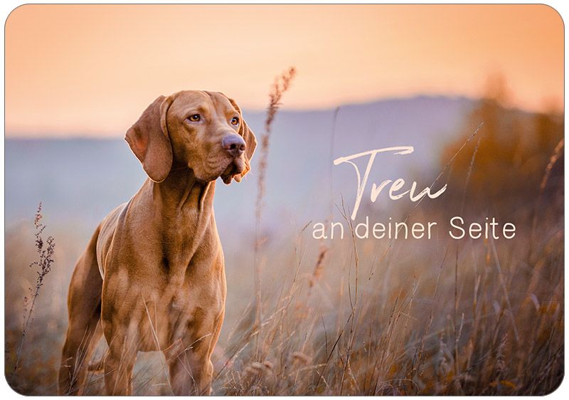 Treu an deiner Seite